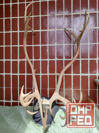 Рога Оленя Донецк - изображение 1