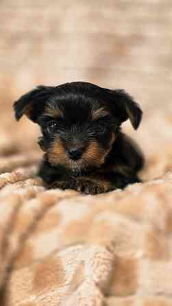 Йоркширский терьер Макеевка