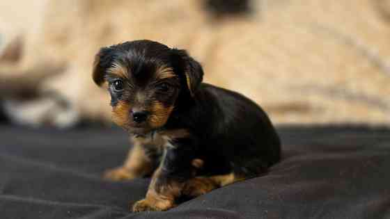 Йоркширский терьер Макеевка