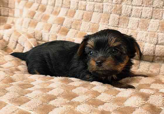 Йоркширский терьер Макеевка