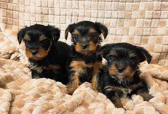 Йоркширский терьер Макеевка