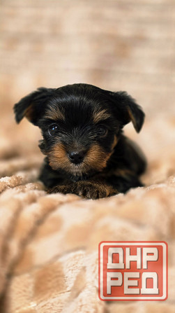 Йоркширский терьер Макеевка - изображение 2