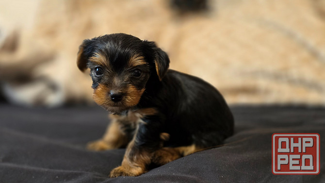 Йоркширский терьер Макеевка - изображение 4