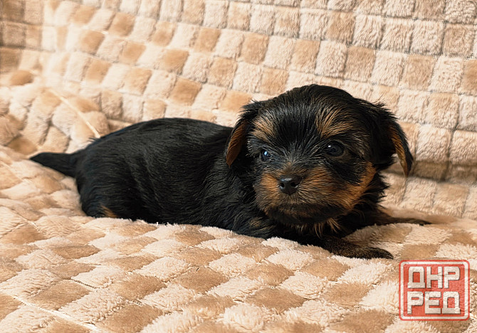 Йоркширский терьер Макеевка - изображение 3