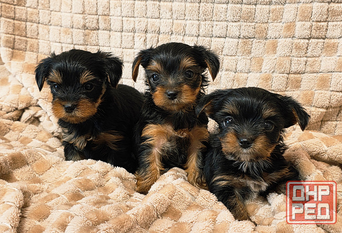 Йоркширский терьер Макеевка - изображение 1