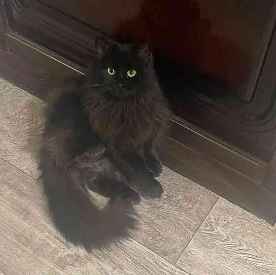 Отдам кошечку в добрые руки Донецк