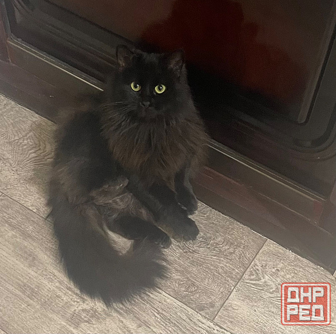 Отдам кошечку в добрые руки Донецк - изображение 1