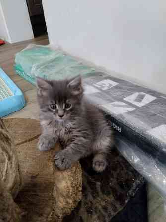 Котята Мейн Куны Донецк