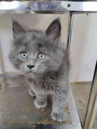 Котята Мейн Куны Донецк