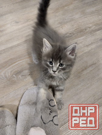 Котята Мейн Куны Донецк - изображение 7