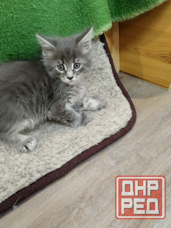 Котята Мейн Куны Донецк - изображение 3