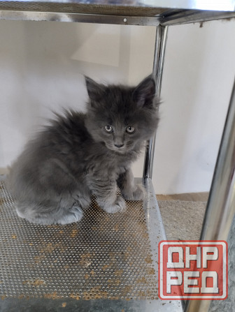 Котята Мейн Куны Донецк - изображение 2