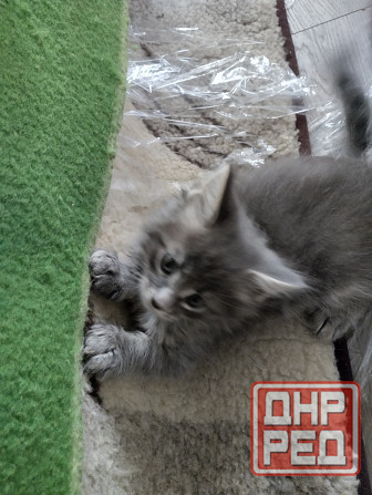 Котята Мейн Куны Донецк - изображение 6