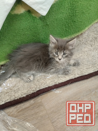Котята Мейн Куны Донецк - изображение 5