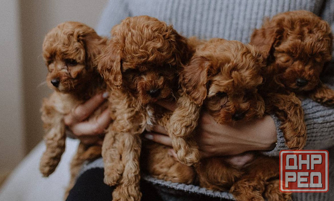 Щеночки Той Пуделя Москва - изображение 2