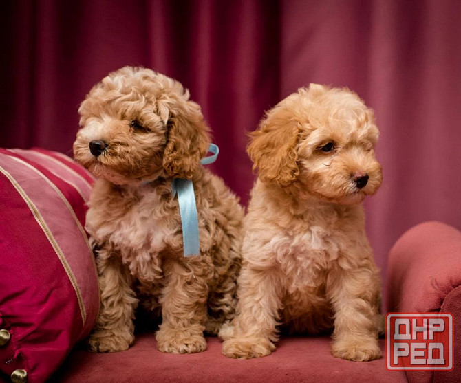 Щеночки Той Пуделя Москва - изображение 1