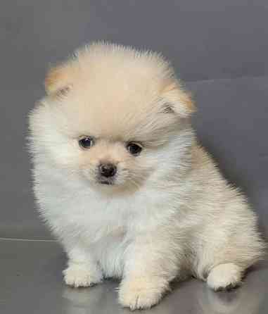 Щеночки Померанского Шпица Москва