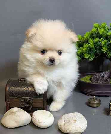 Щеночки Померанского Шпица Москва