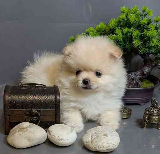 Щеночки Померанского Шпица Москва