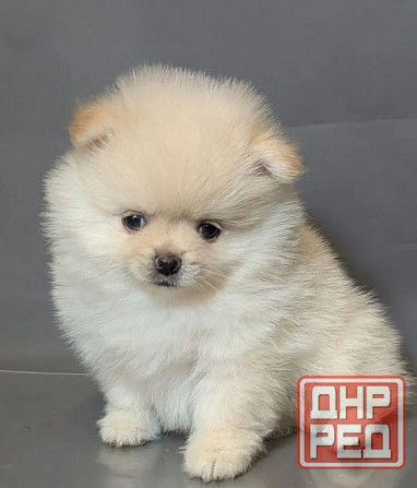 Щеночки Померанского Шпица Москва - изображение 2