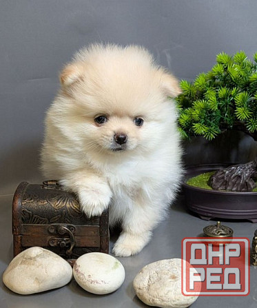 Щеночки Померанского Шпица Москва - изображение 3