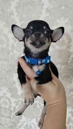 Щеночки Чихуахуа Москва