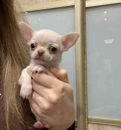 Щеночки Чихуахуа Москва