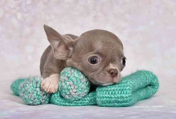 Щеночки Чихуахуа Москва