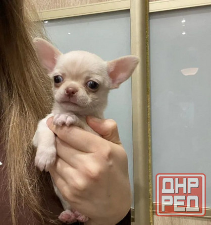Щеночки Чихуахуа Москва - изображение 3