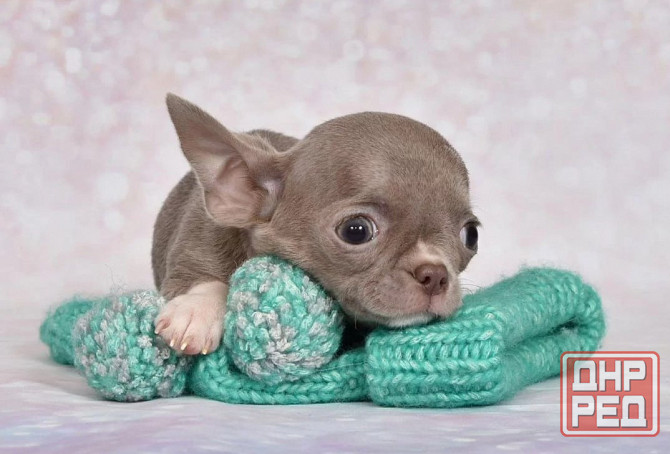 Щеночки Чихуахуа Москва - изображение 1