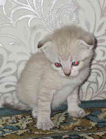 Котята Вислоухой Шотланской кошки Донецк