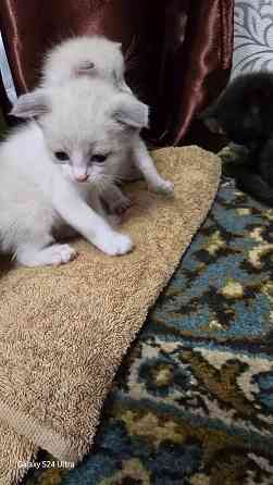 Котята Вислоухой Шотланской кошки Донецк