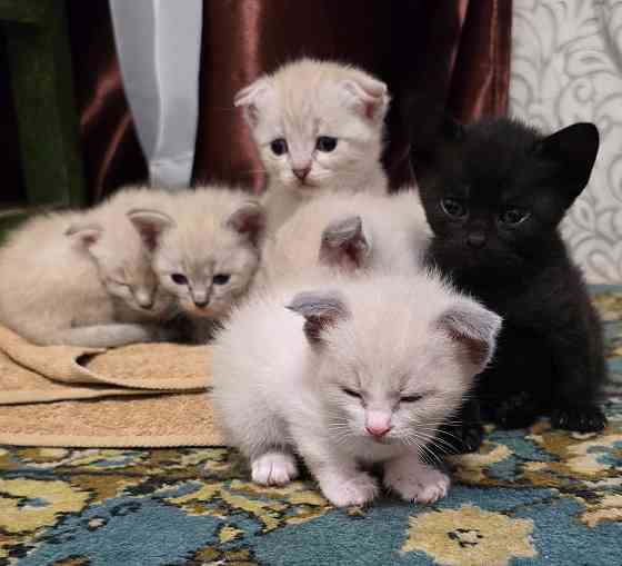 Котята Вислоухой Шотланской кошки Донецк