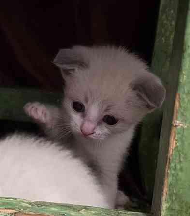 Котята Вислоухой Шотланской кошки Донецк