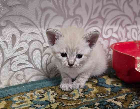 Котята Вислоухой Шотланской кошки Донецк