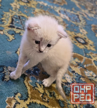 Котята Вислоухой Шотланской кошки Донецк - изображение 7