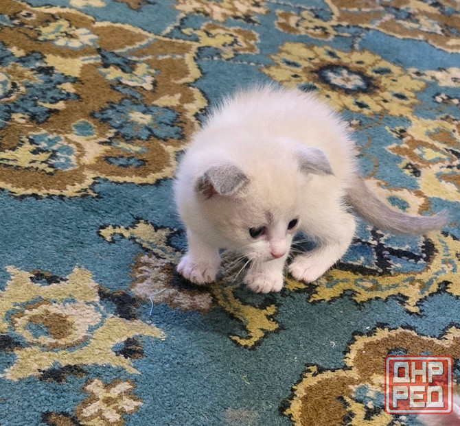 Котята Вислоухой Шотланской кошки Донецк - изображение 4