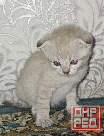 Котята Вислоухой Шотланской кошки Донецк - изображение 6