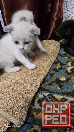 Котята Вислоухой Шотланской кошки Донецк - изображение 2