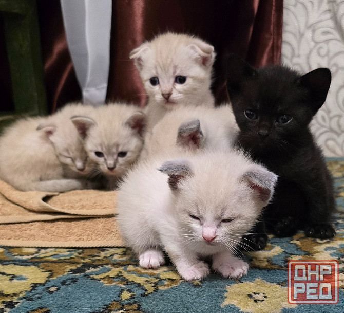 Котята Вислоухой Шотланской кошки Донецк - изображение 1