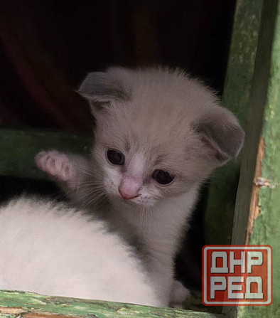 Котята Вислоухой Шотланской кошки Донецк - изображение 3