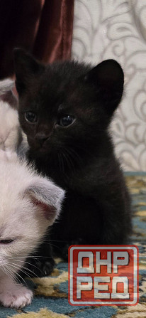 Котята Вислоухой Шотланской кошки Донецк - изображение 8