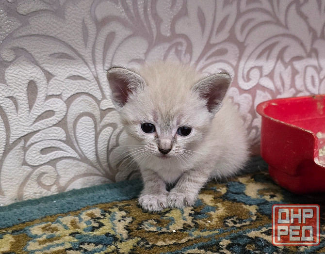 Котята Вислоухой Шотланской кошки Донецк - изображение 5