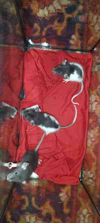 Продаю крысят Мариуполь