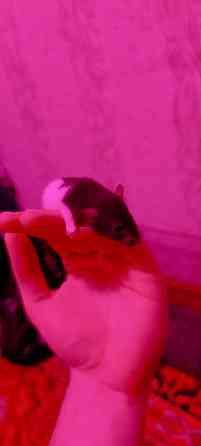 Продаю крысят Мариуполь