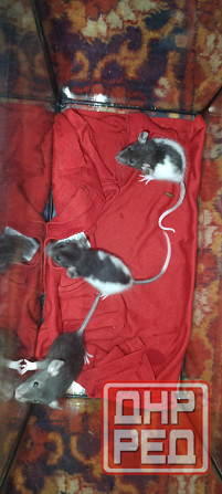 Продаю крысят Мариуполь - изображение 2