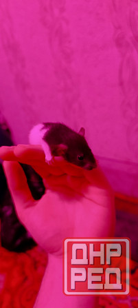 Продаю крысят Мариуполь - изображение 1