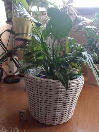 Кашпо для цветов из ротанга Донецк