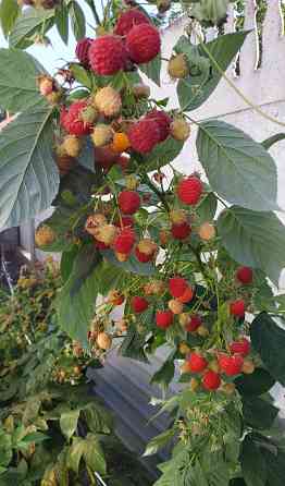 Малина Донецк