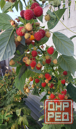 Малина Донецк - изображение 1